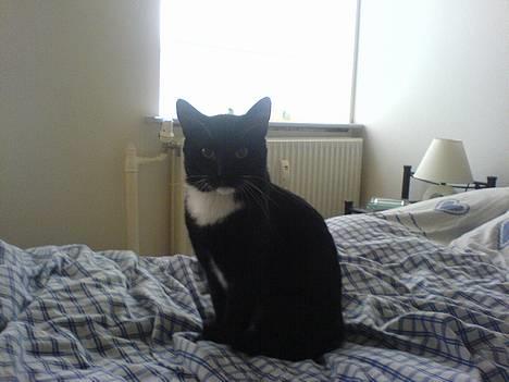 Huskat coda billede 13