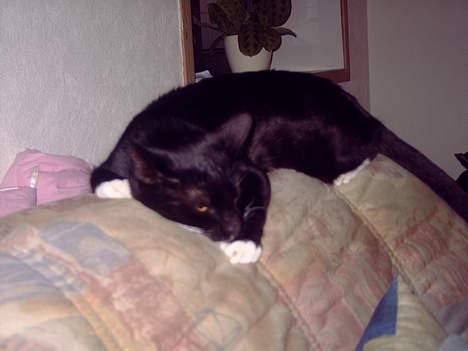 Huskat coda billede 14