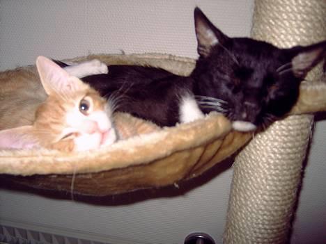 Huskat coda billede 15