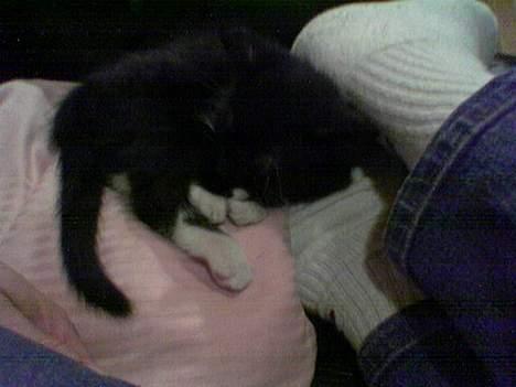 Huskat coda - Coda er en lille bitte killing der ligger i en sort sofa på en pude ved min mors fødder billede 16