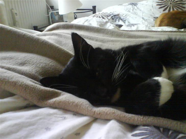 Huskat coda billede 17