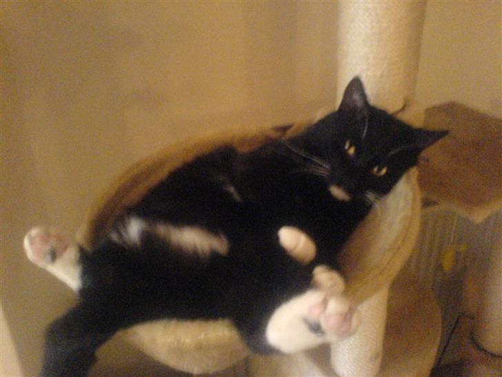 Huskat coda billede 18