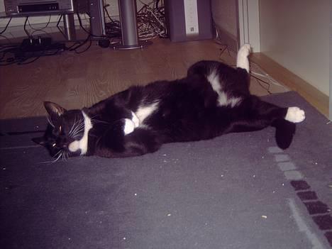 Huskat coda billede 19