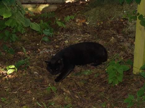 Huskat Benji *Nye billeder* billede 13