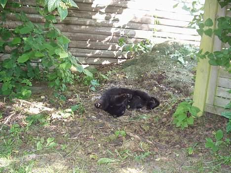 Huskat Benji *Nye billeder* billede 14