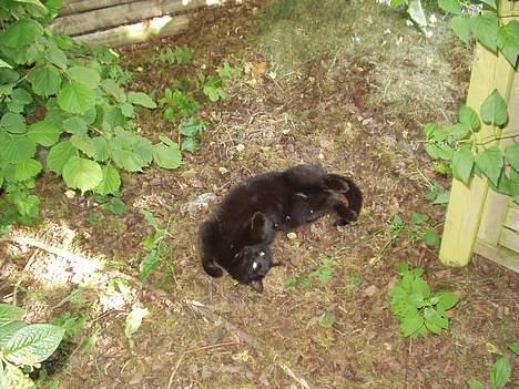 Huskat Benji *Nye billeder* billede 15