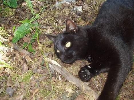 Huskat Benji *Nye billeder* billede 16