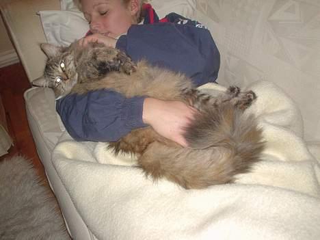 Blanding af racer Aicha billede 1