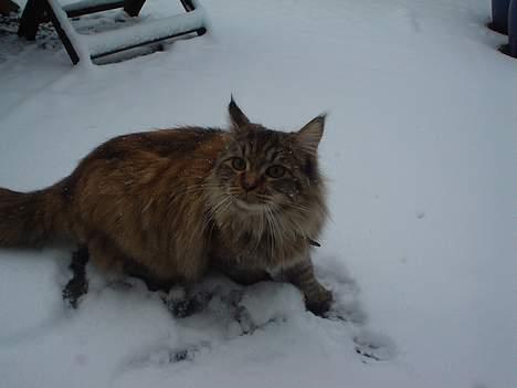 Blanding af racer Aicha billede 3