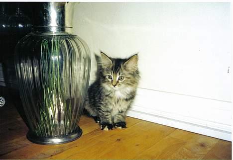 Blanding af racer Aicha billede 4