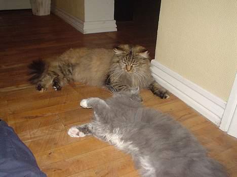 Blanding af racer Aicha billede 5