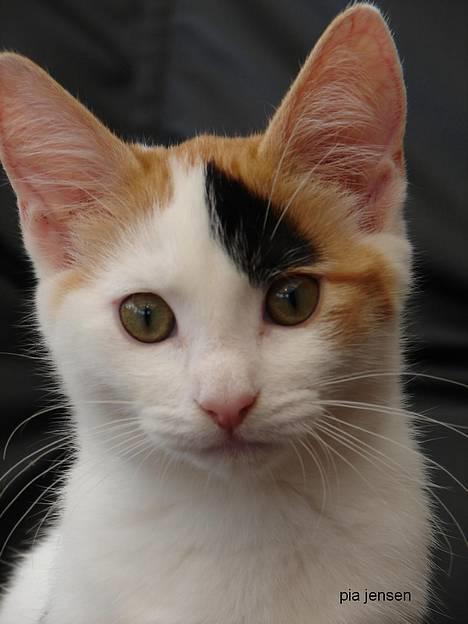 Huskat Jasmin - Min smukke prinsesse billede 1