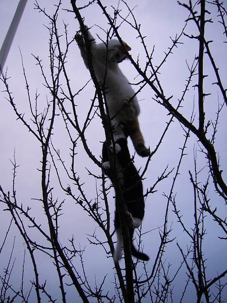 Huskat Jasmin - Vi kan altså ikke være to heroppe.... billede 2