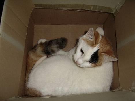 Huskat Jasmin - Jasser elsker papkasser og andet hun kan gemme sig i... billede 3