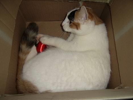 Huskat Jasmin - Og jeg elsker også mit røde æble... billede 4