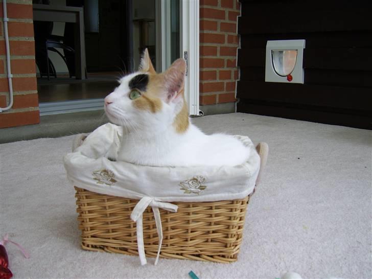 Huskat Jasmin - Jasser er en rigtig kurvemis.. billede 5