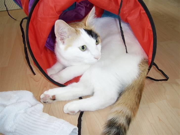 Huskat Jasmin - Jasser elsker hendes legetunnel...  billede 6