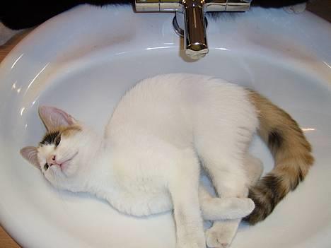 Huskat Jasmin - Håndvasken er dejlig kølig når det er vamrt udenfor og når mor tænder for vandet er det så sjovt at lege med...  billede 7