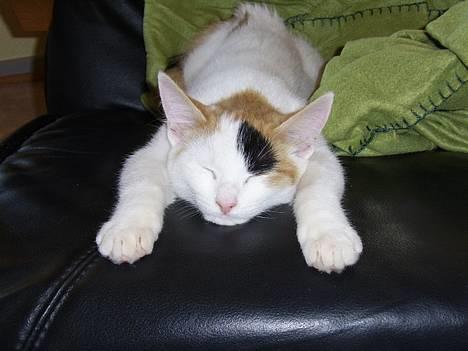 Huskat Jasmin -  En meget træt og udmattet Jasmin billede 8