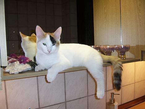 Huskat Jasmin - Jasmin er enormt nysgerrig, og er alle steder.. (Og vælter alle mors potter og glasting) billede 9