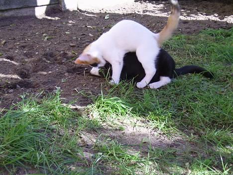 Huskat Jasmin - I ny og nær er hun på toppen :) billede 11