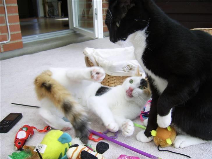 Huskat Jasmin - Jasser kan godt give lidt igen :) billede 12