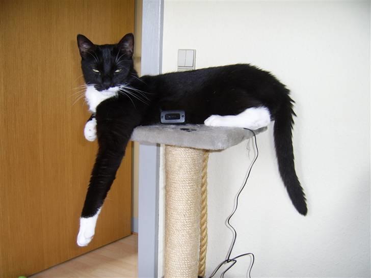 Huskat Buster - Buster i egen høje missekat ;) billede 1