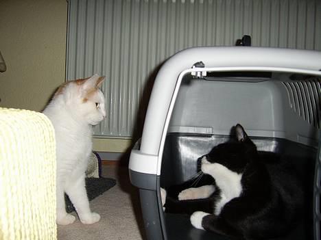 Huskat Buster - Er der nogle ude på den anden side.....  billede 2