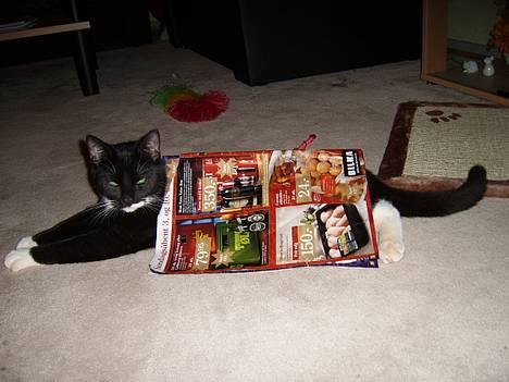 Huskat Buster - Jeg elsker at lege med mors reklamer... billede 3