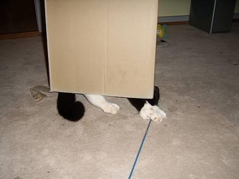 Huskat Buster - Kan du gætte hvem der gemmer sig ??? billede 4