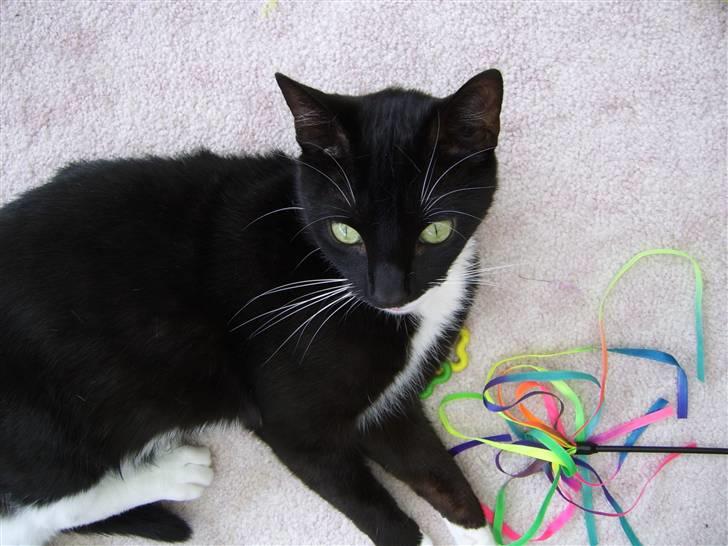 Huskat Buster - Buster med hans yndlingsdrillepind billede 5