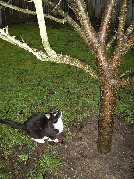 Huskat Buster -  Øv, jeg kan ikke få min tunge bagdel op til Jasser.... billede 6