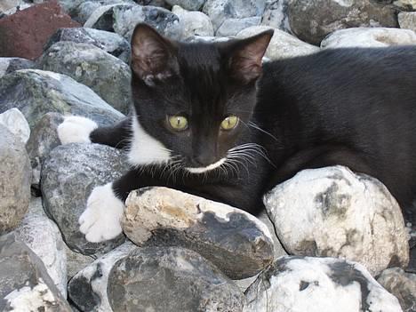 Huskat Buster -  Vi hygger udenfor billede 7