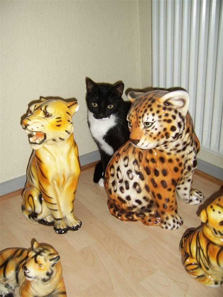 Huskat Buster - Mon du kan finde Buster...? billede 8