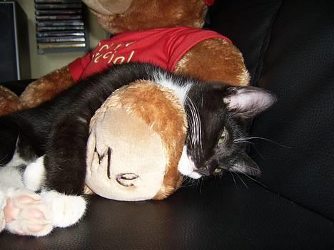 Huskat Buster - Hvor er det en dejlig bamse mor har....  billede 9