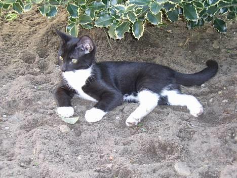 Huskat Buster - Dejligt at ligge og blive beskidt i jorden.... billede 10