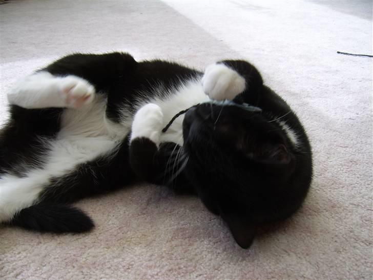 Huskat Buster - Buster eeelsker sine legemus billede 11