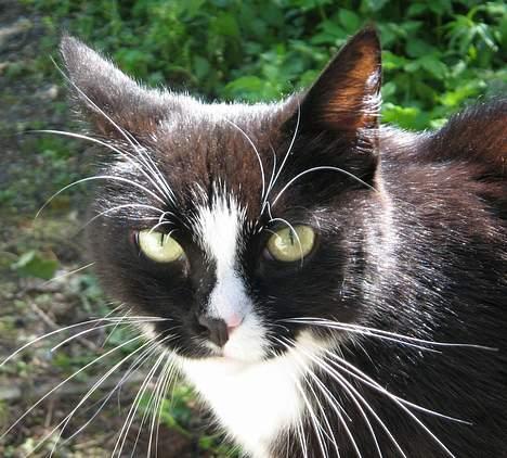 Huskat Toffie fie billede 1