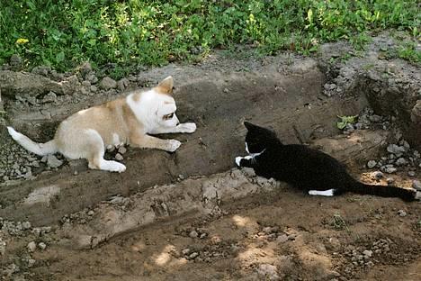 Huskat Toffie fie billede 2