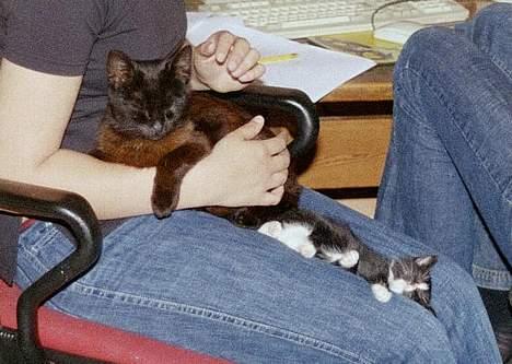 Huskat Toffie fie billede 3