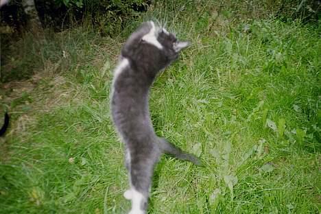 Huskat Toffie fie billede 4