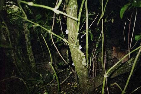 Huskat Toffie fie billede 5