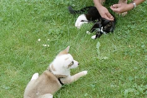 Huskat Toffie fie billede 7