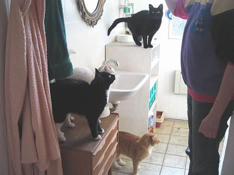 Huskat Toffie fie billede 8