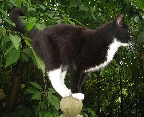 Huskat Toffie fie billede 9