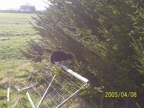 Huskat Toffie fie billede 10