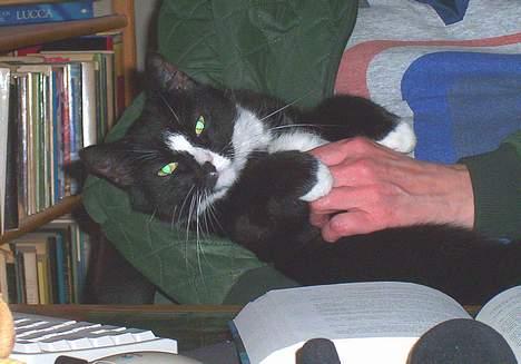 Huskat Toffie fie billede 12