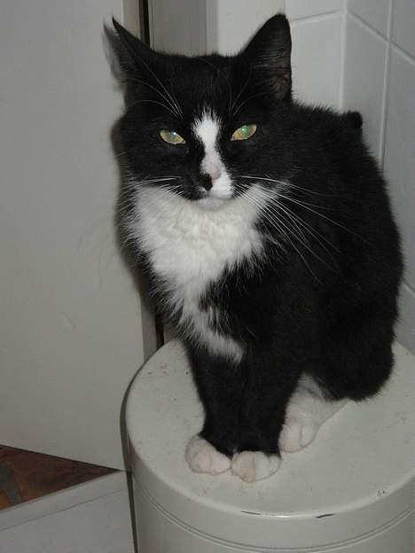 Huskat Toffie fie billede 13