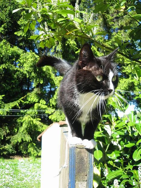 Huskat Toffie fie billede 14