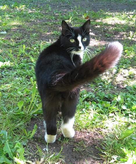 Huskat Toffie fie billede 15